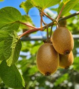 actinidia-deliciosa-atlas  (2/2)